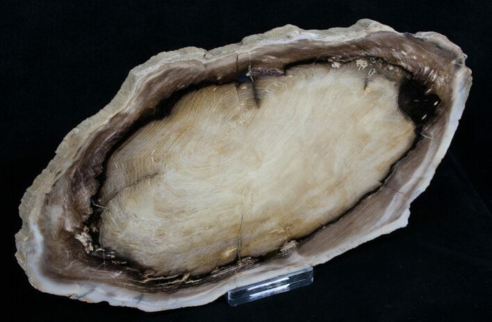 Eagles Nest Petrified Wood Slab - x #5014